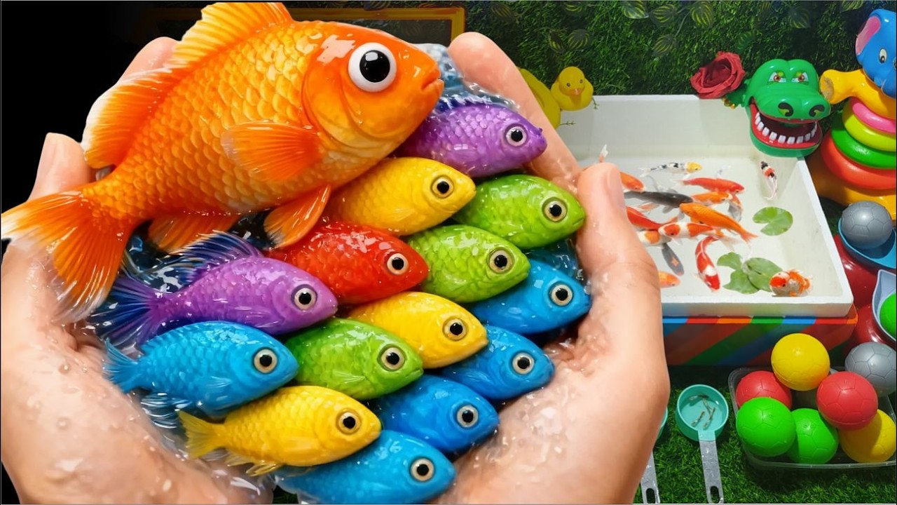 Unboxing Ikan Hias Warna Warni, Ikan Koi, Ikan Molly, Bettafish 🐟Unboxing colorful ornamental fish