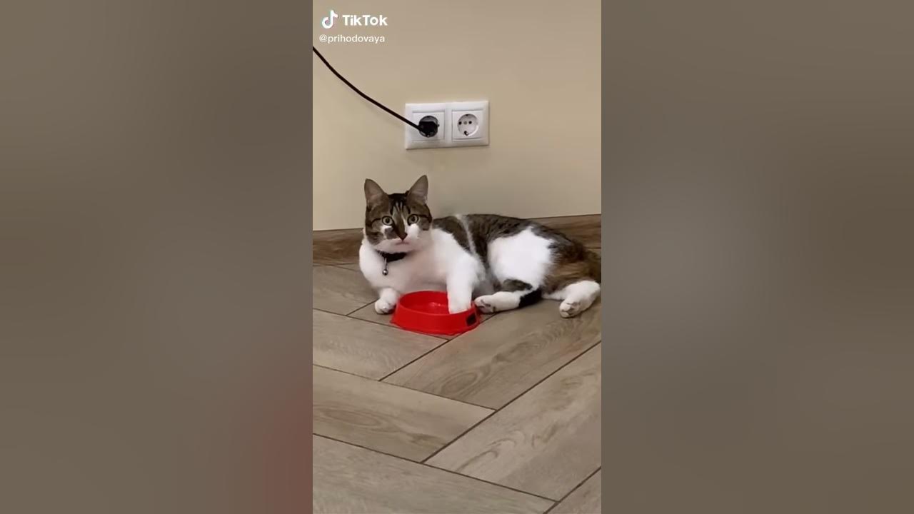 Котик просит кушать - YouTube