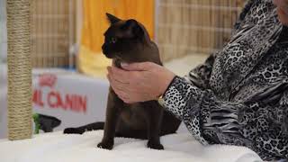 BCCNZ Cat Show 2021 - West Melton.   PR Recherche Storm Dancer by Burmese Cat Club of New Zealand 43 views 2 years ago 1 minute, 57 seconds