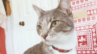 CUTE CAT VIDEO | my cat being jealous of my plants by bunch of brunners  70 views 3 years ago 54 seconds
