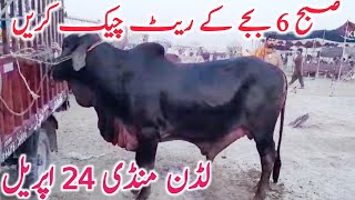 Ludden Cow Mandi Morning Rates Qurbani 2024 Bachre || Global Village Farming