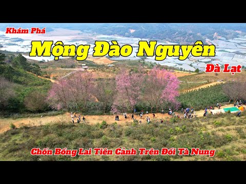 #2023 Du Lịch Đà Lạt 2024 | Ngắm Mai Anh Đào Nở Rộ Trên Mộng Đào Nguyên | Review KDL Hoa Trong Rừng Đà Lạt