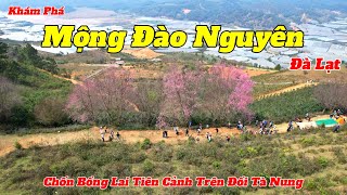 Du Lịch Đà Lạt 2024 | Ngắm Mai Anh Đào Nở Rộ Trên Mộng Đào Nguyên | Review KDL Hoa Trong Rừng Đà Lạt