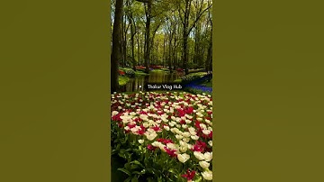Thumbnail of Beautiful Tulip Garden In Netherlands 🇳🇱 Vlog 42 !! #shorts #youtubeshorts #shortvideo