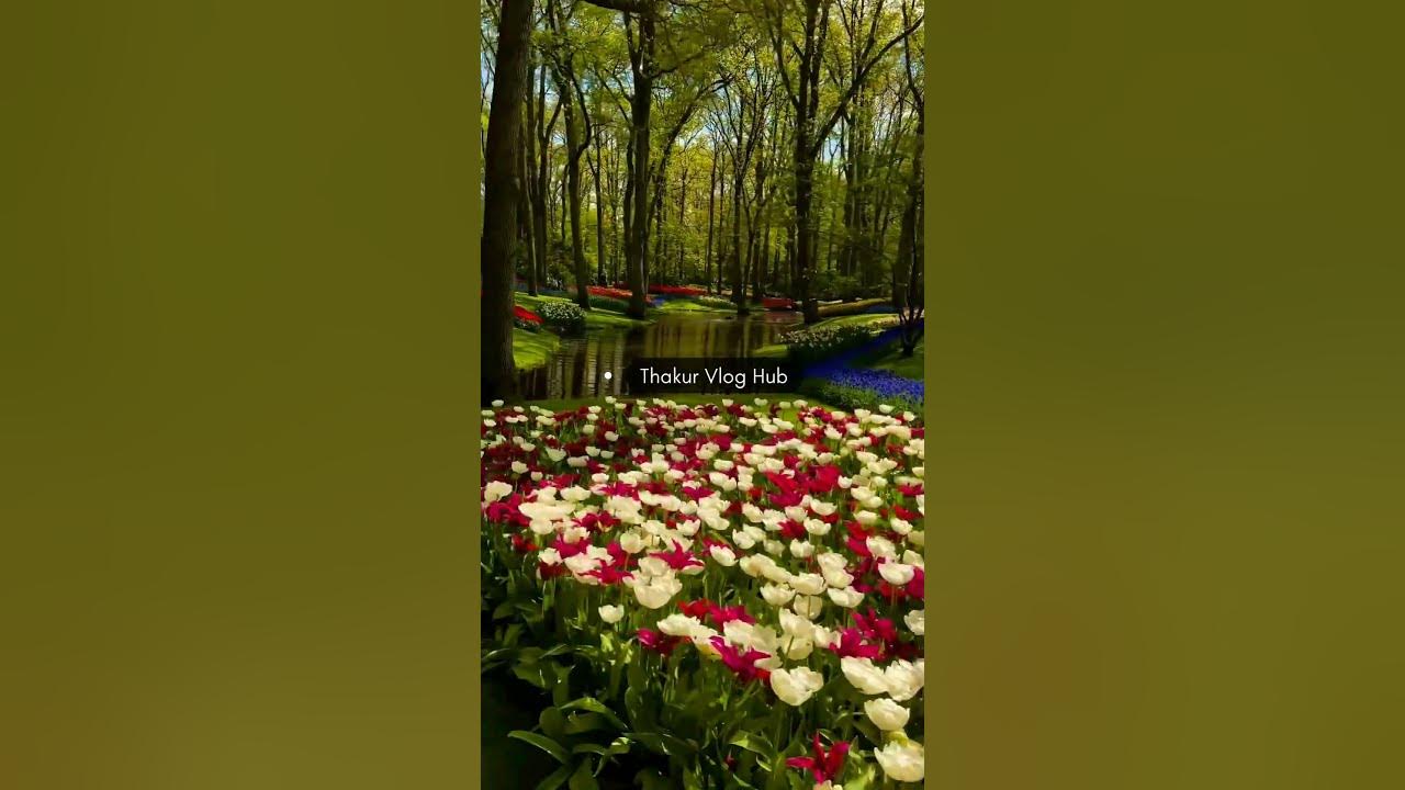 Beautiful Tulip Garden In Netherlands 🇳🇱 Vlog 42 !! #shorts #youtubeshorts #shortvideo