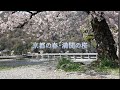 【４K　京都の満開桜2021】金閣寺・嵐山・清水寺・嵯峨野・天龍寺・平安神宮・岡崎楼・三年坂・丸山公園・知恩院　Cherry blossoms in Japan