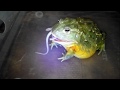 Лягушка водонос кормление взрослой мышью African bullfrog eats a large mouse