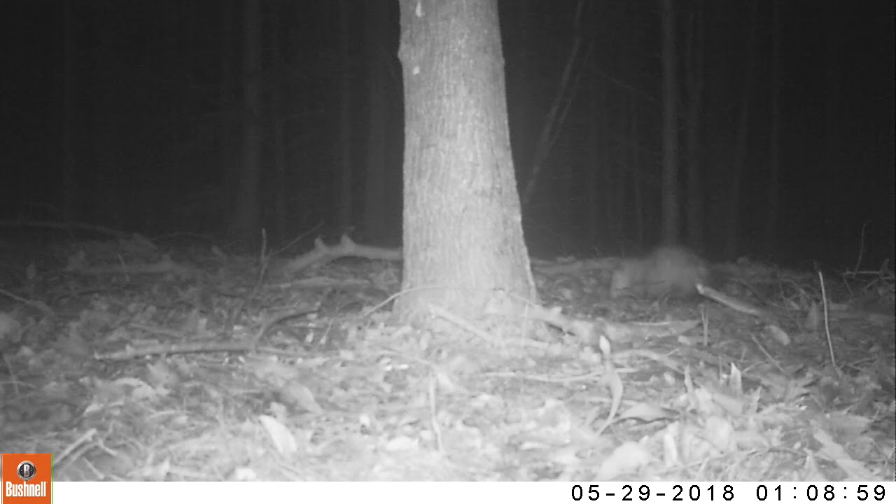 Opossum catching mouse