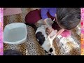 How we keep our special needs cats clean and healthy 🐈💗