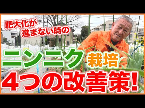 Rjgdにんにく栽培終了 ニンニク 収穫編 2025春】今年は100