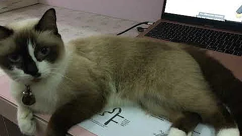 Watch the video about April the Snowshoe Cat helping with schoolwork