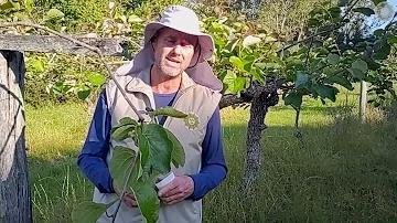 Wo werden die meisten Kiwi angebaut?