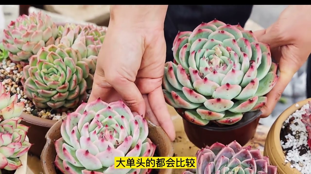 经典的莲花座多肉推荐吉娃娃花月夜阿尔巴佳人雪天使等 包你喜欢 Youtube