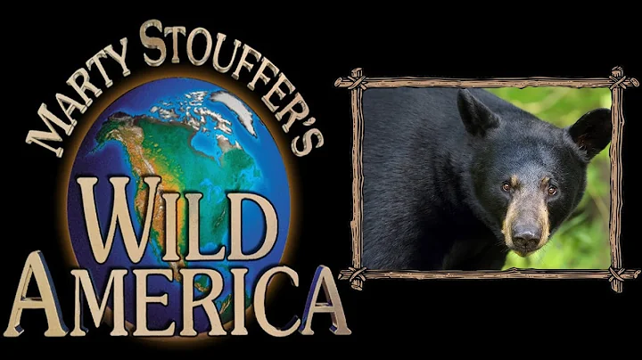 Swamp Bears Part 1 - Wild America Season 1 Episode...