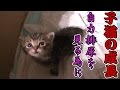 【第18話】子猫が急成長!自力排尿がどうしても見たい!!(面白い&可愛い子猫)