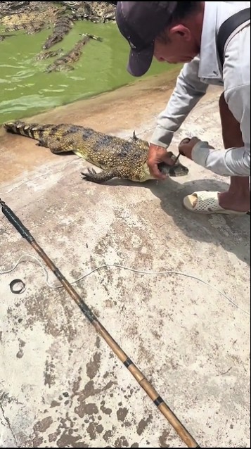 Crocodile hunting🔥 #trending #viralvideo #fyp #crocodile #hunting