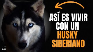 HUSKY SIBERIANO Personalidad y Temperamento ¿ES IDEAL PARA TI?