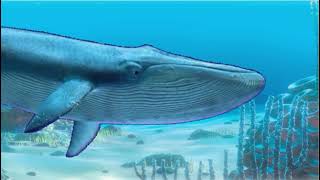 Finding Vector Whale You Tube Vincent