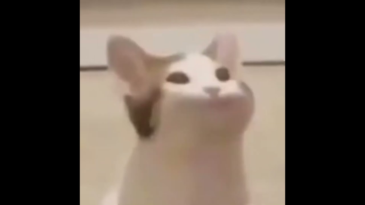 Cat popping mouth meme 
