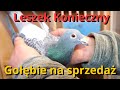 Leszek konieczny  gobie na sprzeda 2