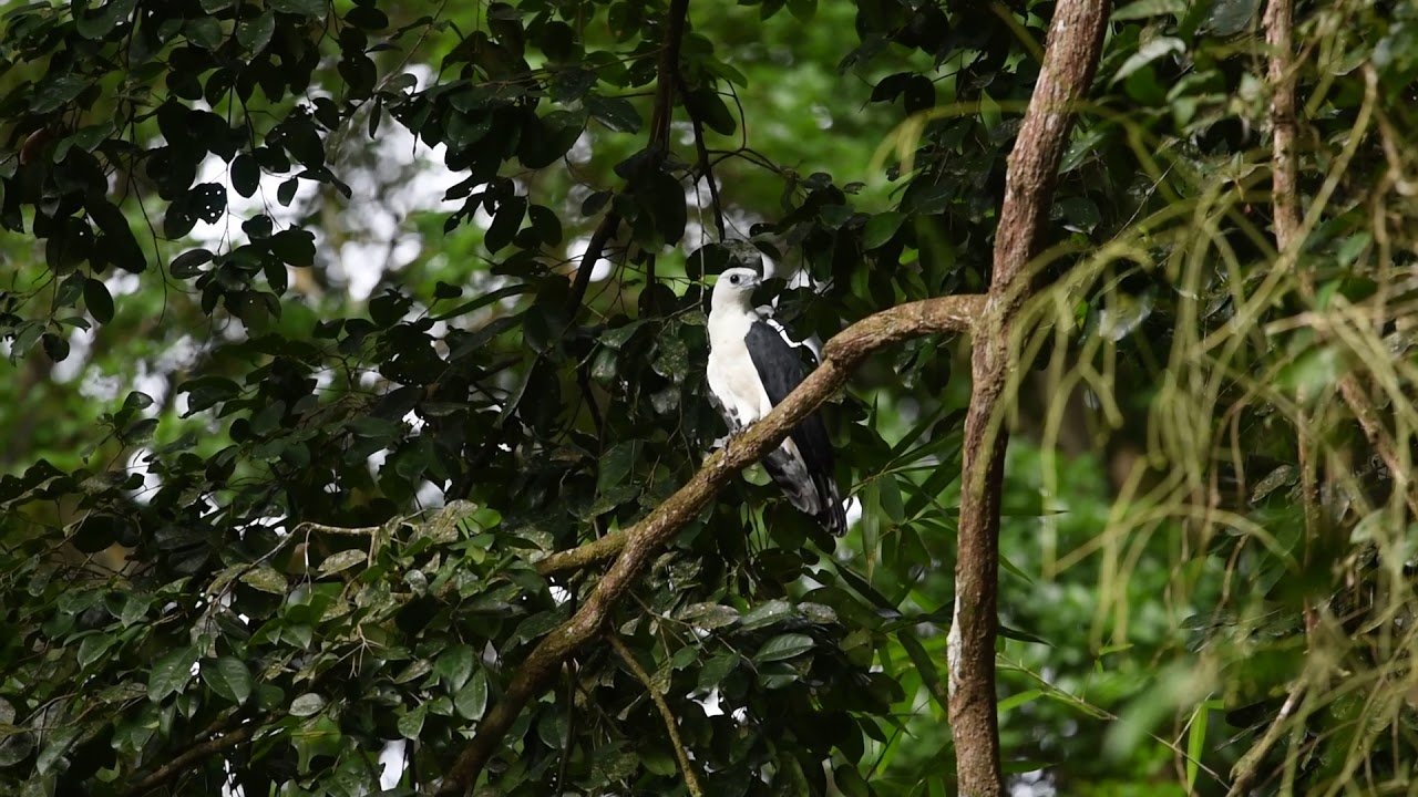 Leptodon forbesi - gavião raro da mata atlântica do nordeste
