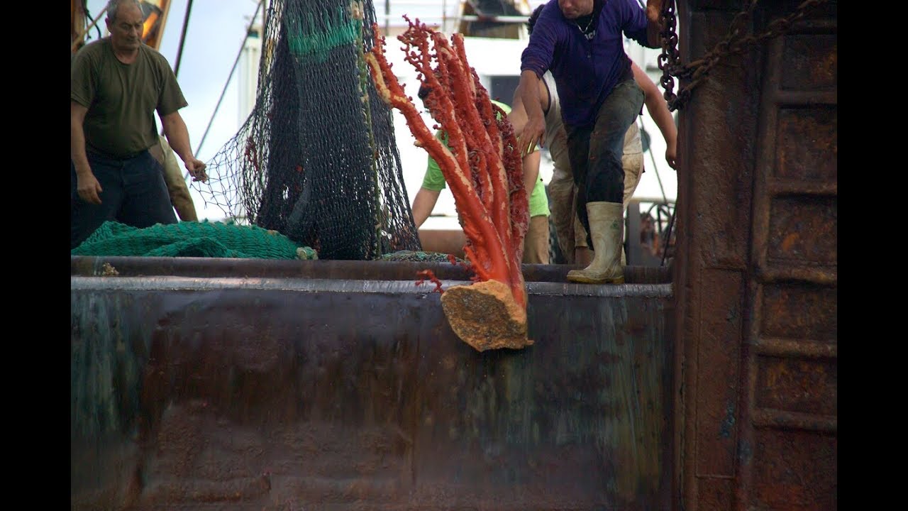 What Is Bottom Trawling And Why Is It Bad For The Environment? - Greenpeace  Aotearoa