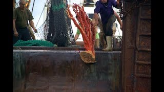 Stop Bottom Trawling in New Zealand