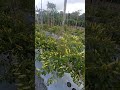 menyala #cabe ku semangat harga sudah setabil #paksri #pertanian
