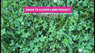 Grass to Clover Lawn Project Finale