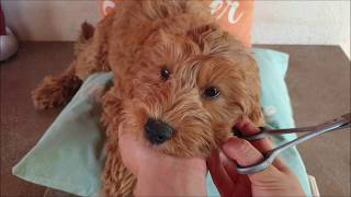 Australian Labradoodle puppy's leash & grooming training