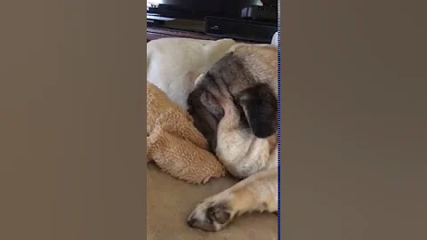 Sir Puggles!!