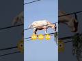 assam land calculator| #video #viral