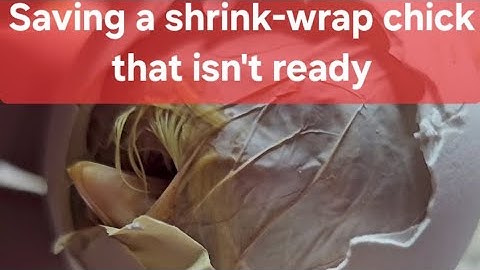 Shrink wrapped chick rescue that isn
