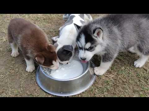 Video: Siberian Husky Dog Breed Allergivenlig, Sundhed Og Levetid