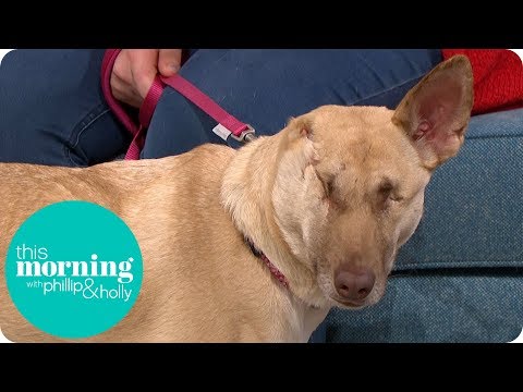 The Miracle Dog That Survived Being Shot 17 Times | This Morning