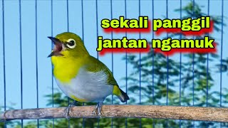 Suara Pleci Betina Memanggil Jantan,bikin Pleci Bahan Bunyi Gacor.Pleci Gacor