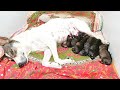 Street Dog Asked Our Help To Give Birth To 5 Adorable Puppies In Our Home | Dog Giving Birth At Home