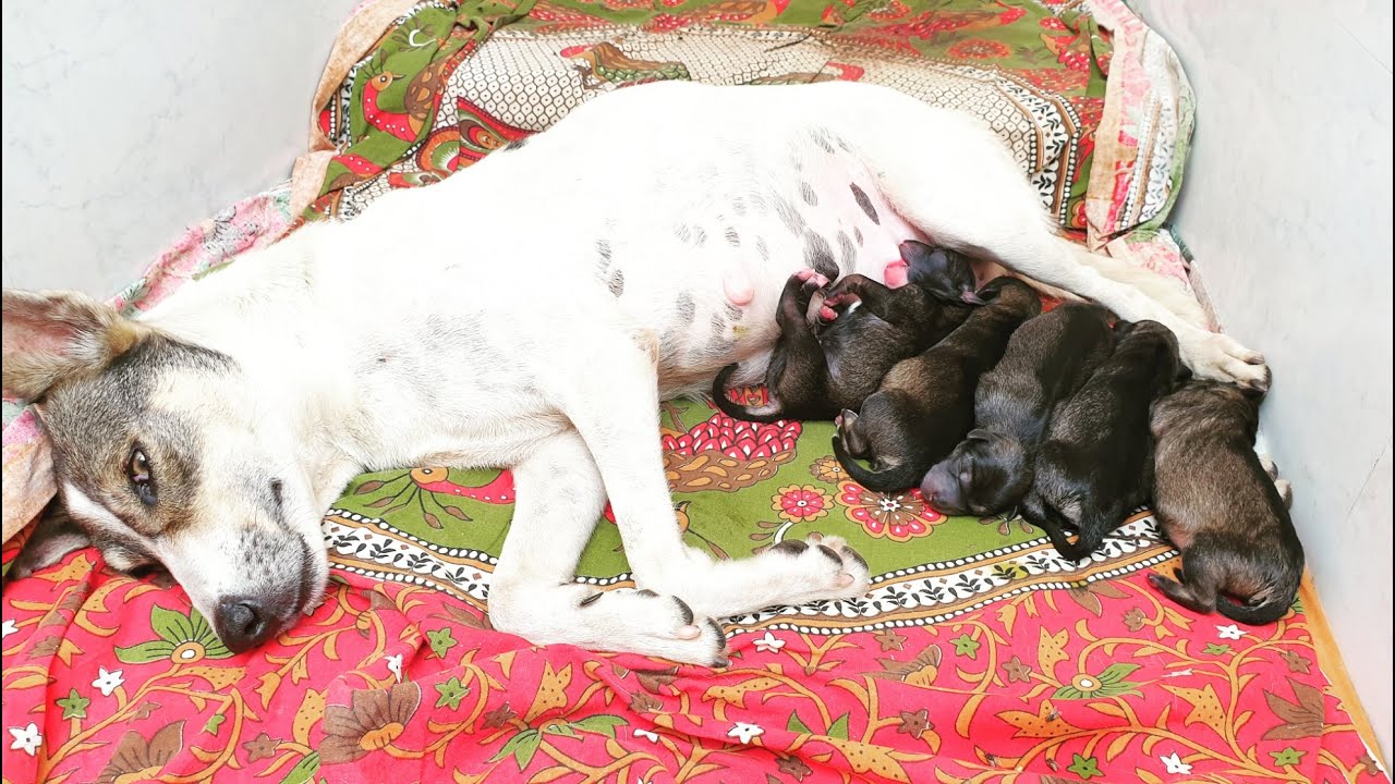 dog giving birth to puppies