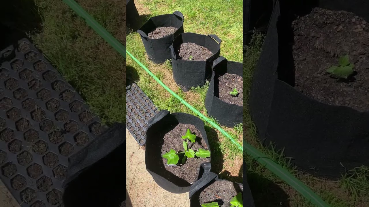 Review of haeteir Flat Soaker Hose (25 ft) 