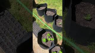 Review Of Haeteir Flat Soaker Hose 25 Ft gardeningideas gardeningtips