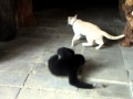 Gibbon VS Cat