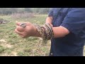 How to keep snakes out of your chicken coop How to keep snakes out of your chicken coop