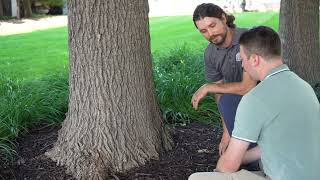 Benefits of a Tree Management Plan
