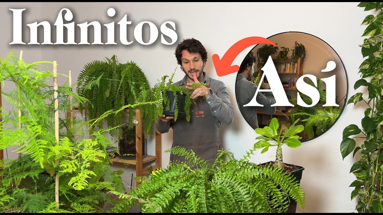 Helechos Verdes Siempre - Cómo Cuidar Helechos