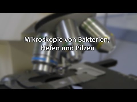 Mikroskopie von Bakterien, Hefen und Pilzen