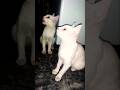 Cute Kittens 😸 #shorts #youtubeshorts #ytshorts