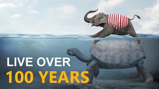 I Discovered the REAL Reason Turtles Live So Long | AquaXplorer Documentary