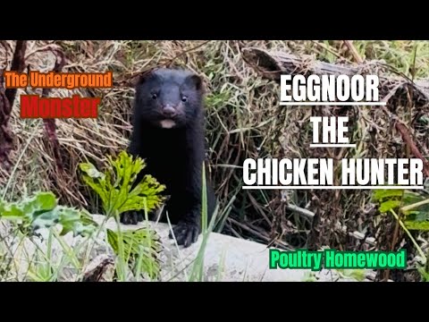 شکارچی مرغ اگنور کابوس همه مرغ ها