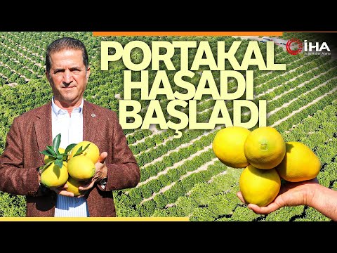 Adana’da Portakal Hasadı Başladı, Potakal'ın Bahçede Kilosu 10-12 Lira