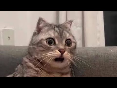 Utiliser la technique interdite pour gérer le chat. (et Strey aussi apparemment...)